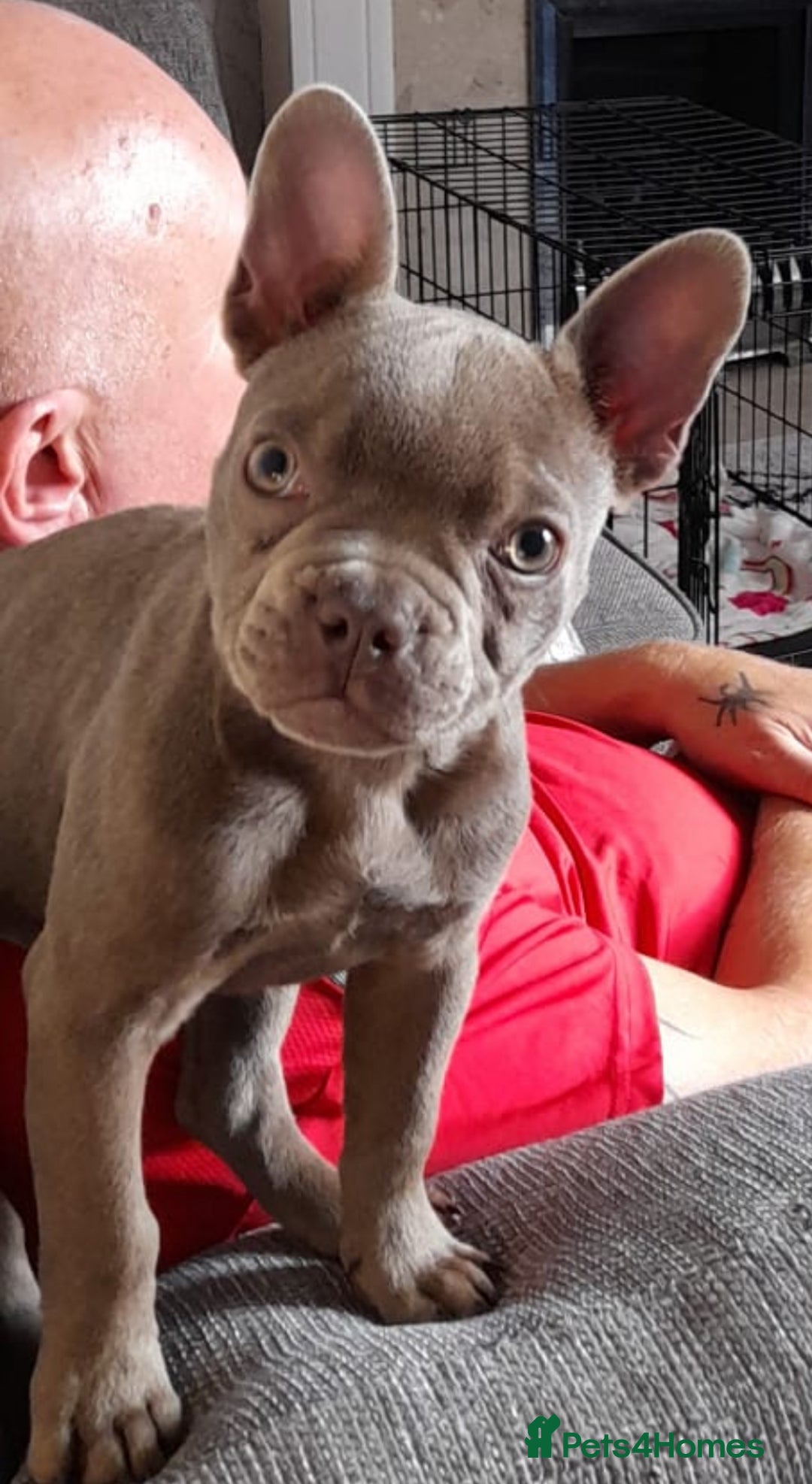 French Bulldog dogs for sale: 2 French Bull Dogs looking for a forever home  - Image 3