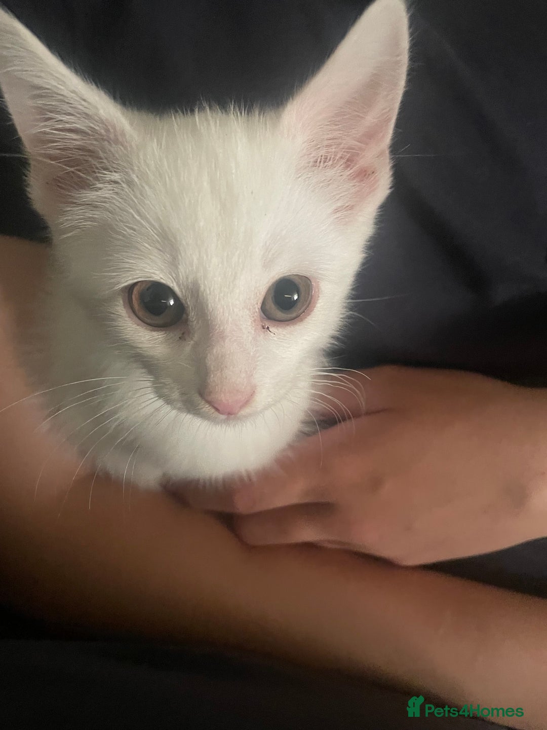 Domestic Shorthair cats for sale: Sweet boy Charlie - Image 7