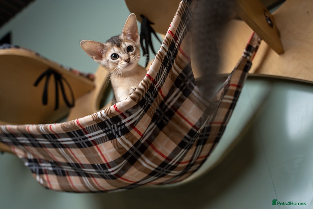 Abyssinian cats for sale: SILVER ABYSSINIAN-Winston-Rare and Exceptional  - Advert 18