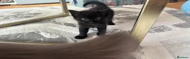 Kitten 3 Lola