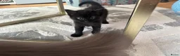 Mixed Breed cats for sale: Mixed Breed Siamese Kittens - Advert 11