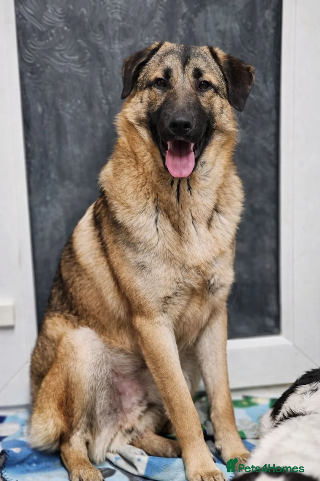 Mixed Breed dogs for sale: Handsome Bob - Advert 6