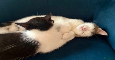 Mixed Breed cats - Advert 5