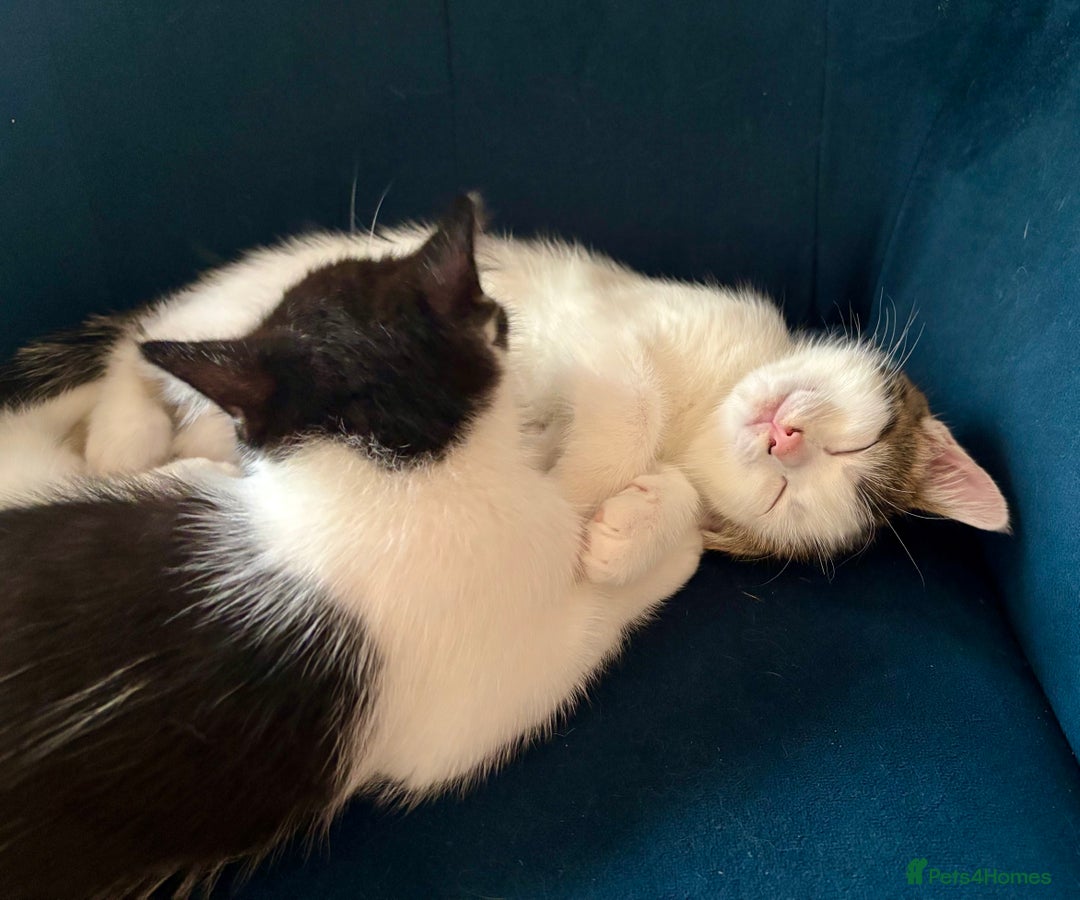 Mixed Breed cats for sale: White and tabby/white and black kittens - Image 3
