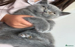 British Shorthair cats for sale: 🏡 Vaccinated Bsh kittens - GCCF parents - Image 6