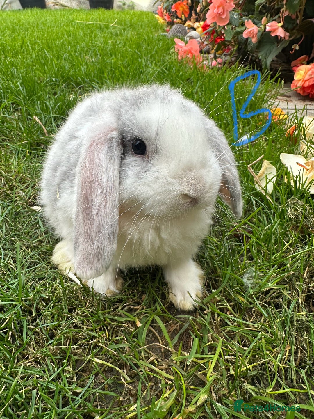 Mini Lop rabbits for sale: Mini Lop Rabbits  - Image 8