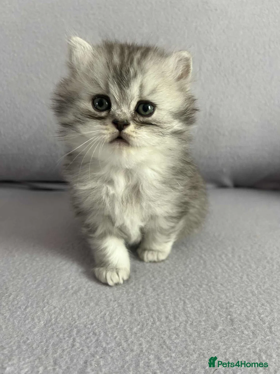 British Shorthair cats for sale: Stunning British Shorthair kittens - Advert 16