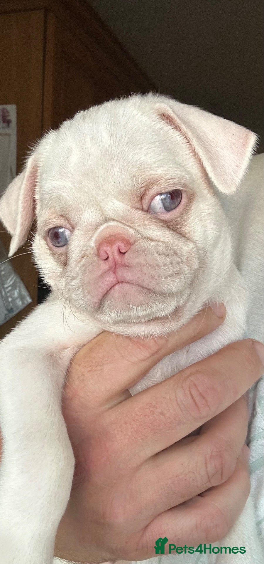 Pug dogs 4 Prestige KC reg Pink Pug Pups. Ready to leave.  - Advert 1