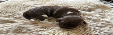 German Shorthaired Pointer Puppy 6