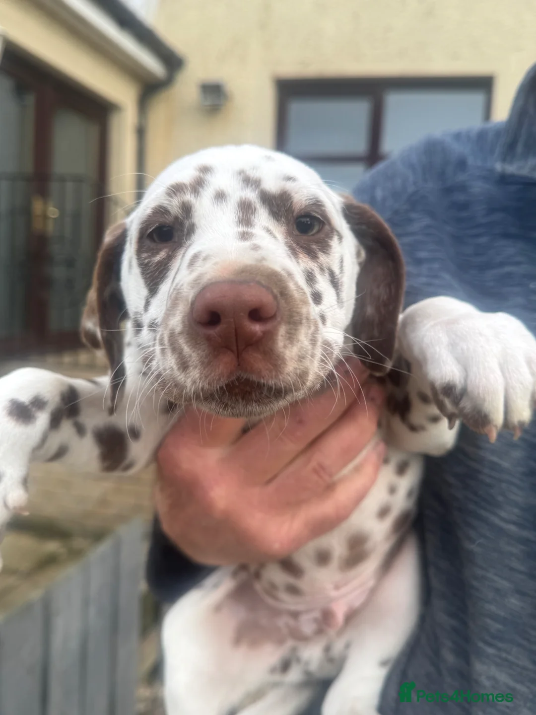 Dalmatian dogs for sale: Gorgeous Dalmatian Puppies - Advert 1