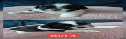 Shih Tzu dogs for sale: Puppy for sale  in Glasgow - Advert 4