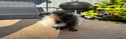 Guinea Pig rodents for sale: Stunning boars - Advert 14