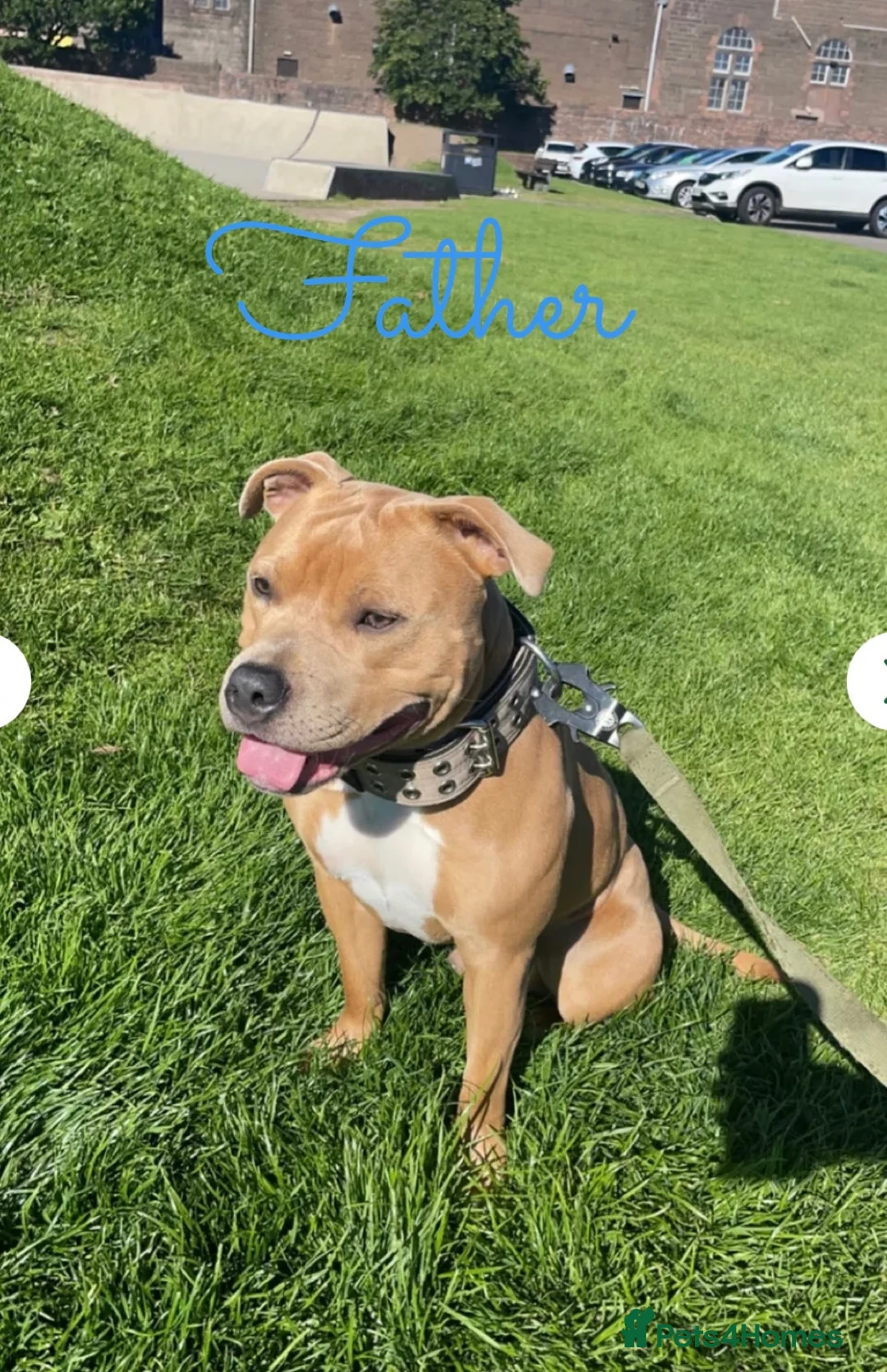Staffordshire Bull Terrier dogs for sale: KC Blue Fawn Staffordshire Bull Terrier puppies in Glasgow - Advert 16