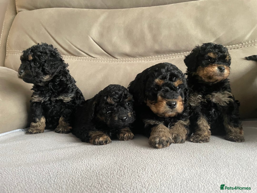 Cavapoo dogs for sale: ⭐ adorable Cavapoo’s ⭐  - Advert 3