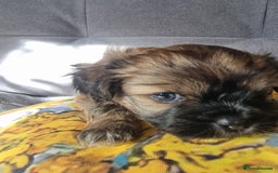 Shih Tzu dogs for sale: Shihtzu pupies. - Image 12