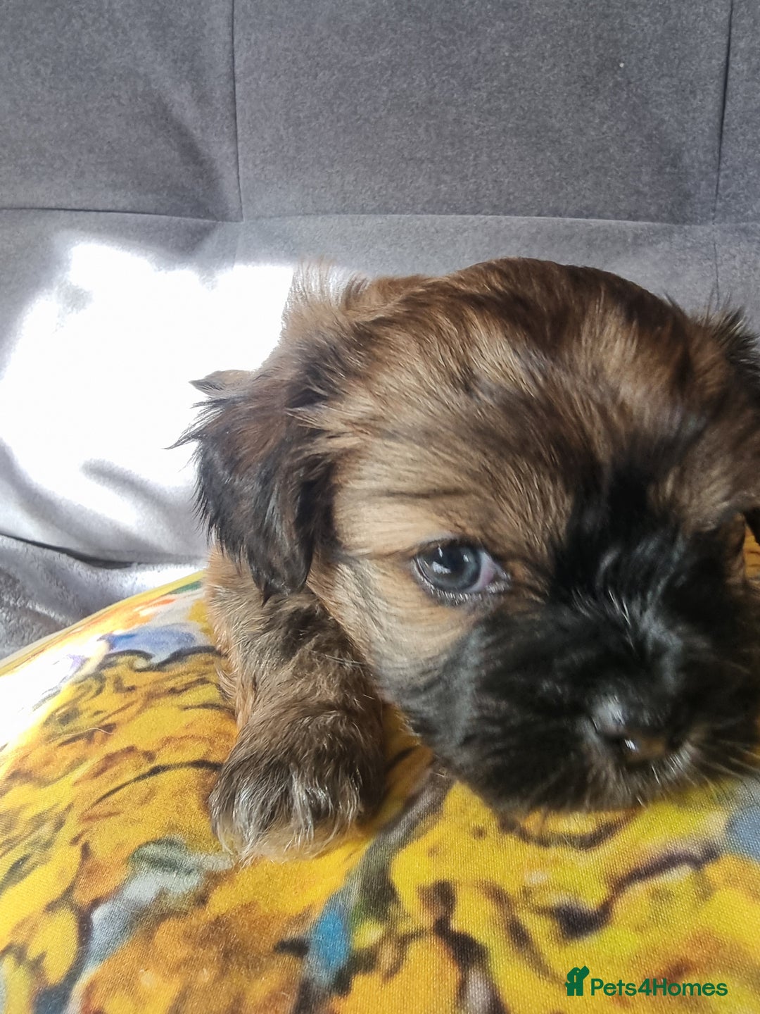 Shih Tzu dogs for sale: Shihtzu pupies. - Image 12