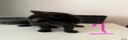 Mixed Breed cats for sale: Black Girl Kittens - Advert 4
