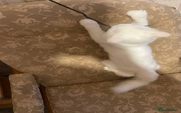 Siberian cats for sale: Siberian Male Kitten for Sale in London - Image 8