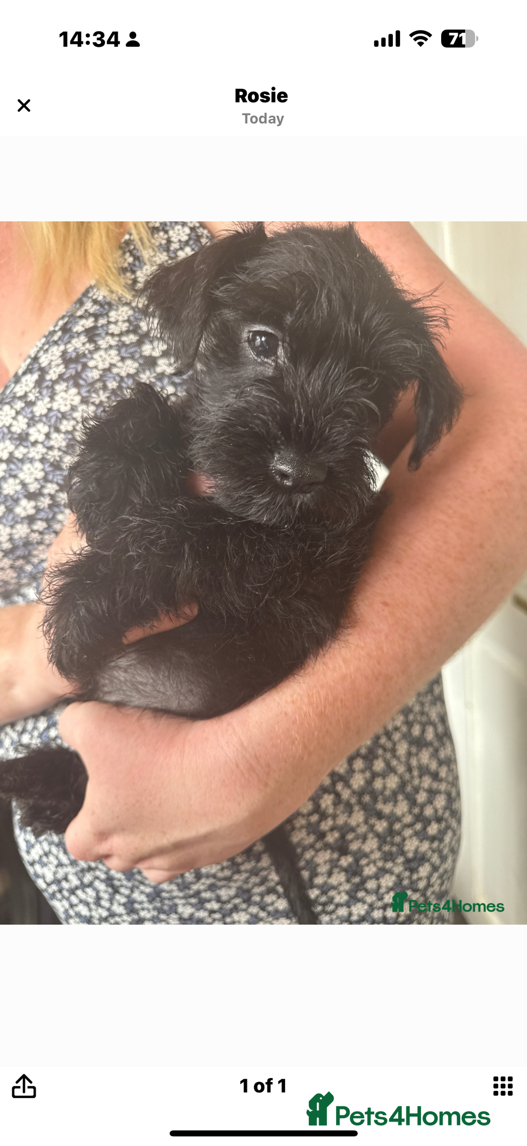 Mixed Breed dogs for sale: Reduced  last boy ! Miniature schnauzer/schnoodle  in Hull - Image 21