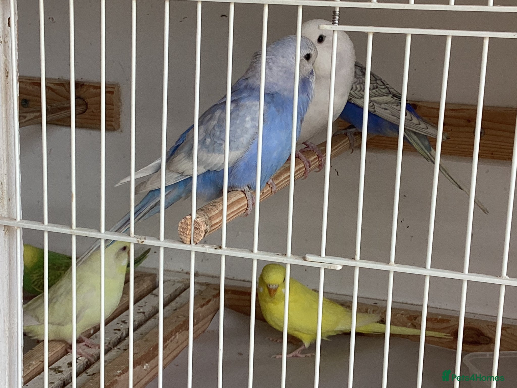 Budgerigars birds New baby budgies ready now - Advert 1