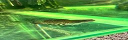 Cichlids fish for sale: Asian arowana + a load of others  in Rossendale - Advert 6