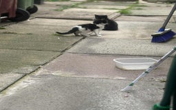 Mixed Breed cats for sale: For sale - Image 10