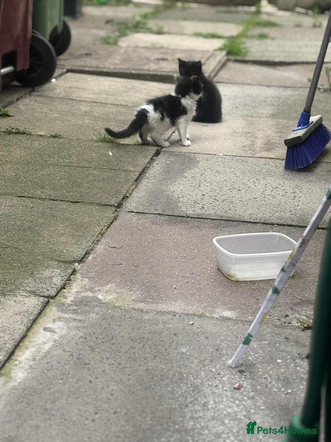 Mixed Breed cats for sale: For sale - Image 10