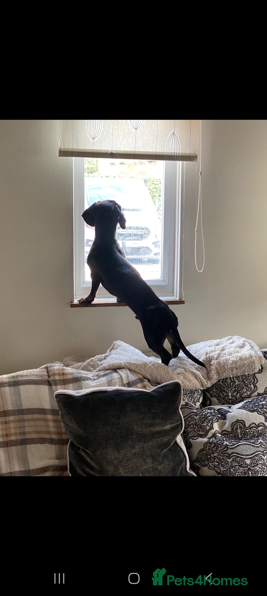 Dachshund dogs for sale: 1 year old Male Dauchund for Sale - Image 3