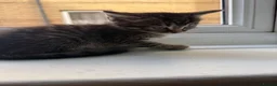 British Longhair cats for sale: Beautiful longhair kittens for SALE! - Advert 27