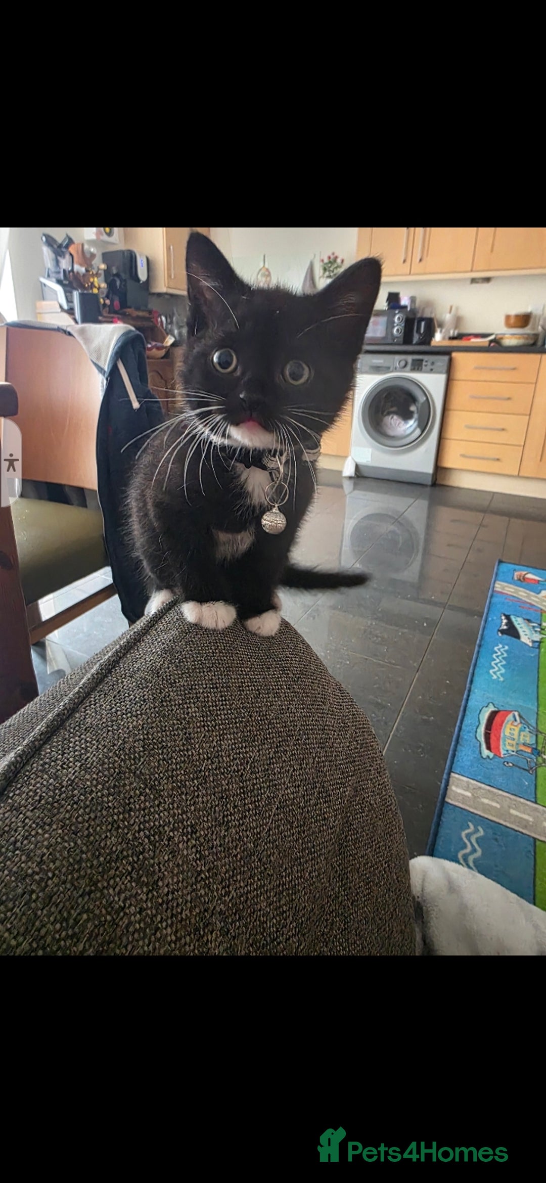 British Shorthair cats for sale: Lovely kittens  - Image 1