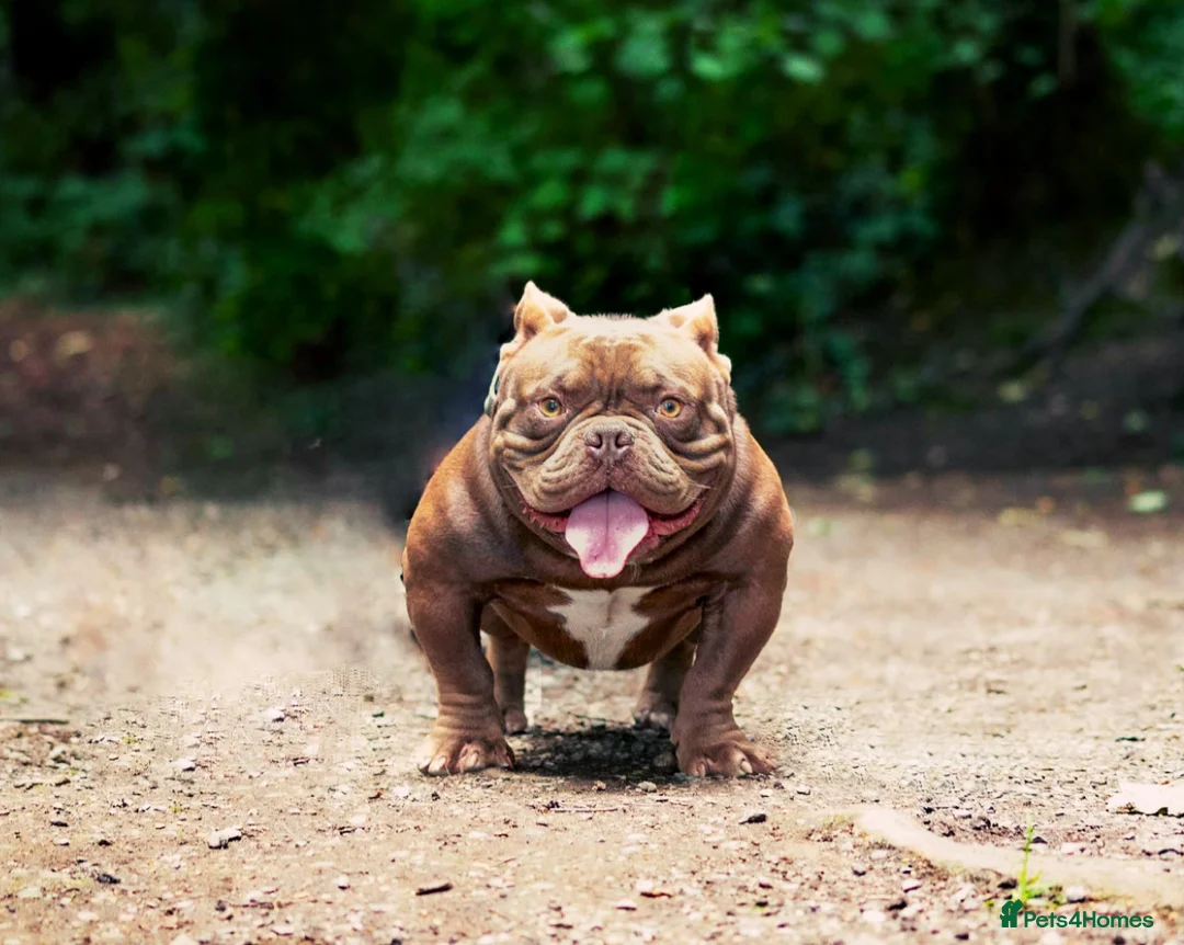 American Bully dogs for stud: 🔥MICRO BULLY🔥🔥 in Wakefield - Advert 2