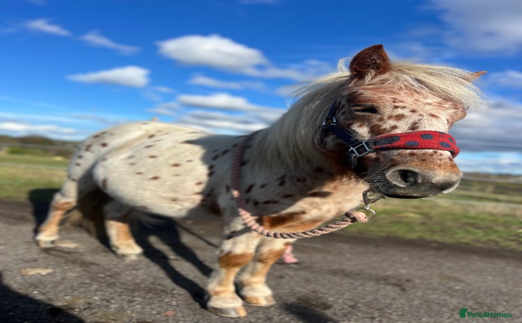 Shetland pony horses - Advert 3