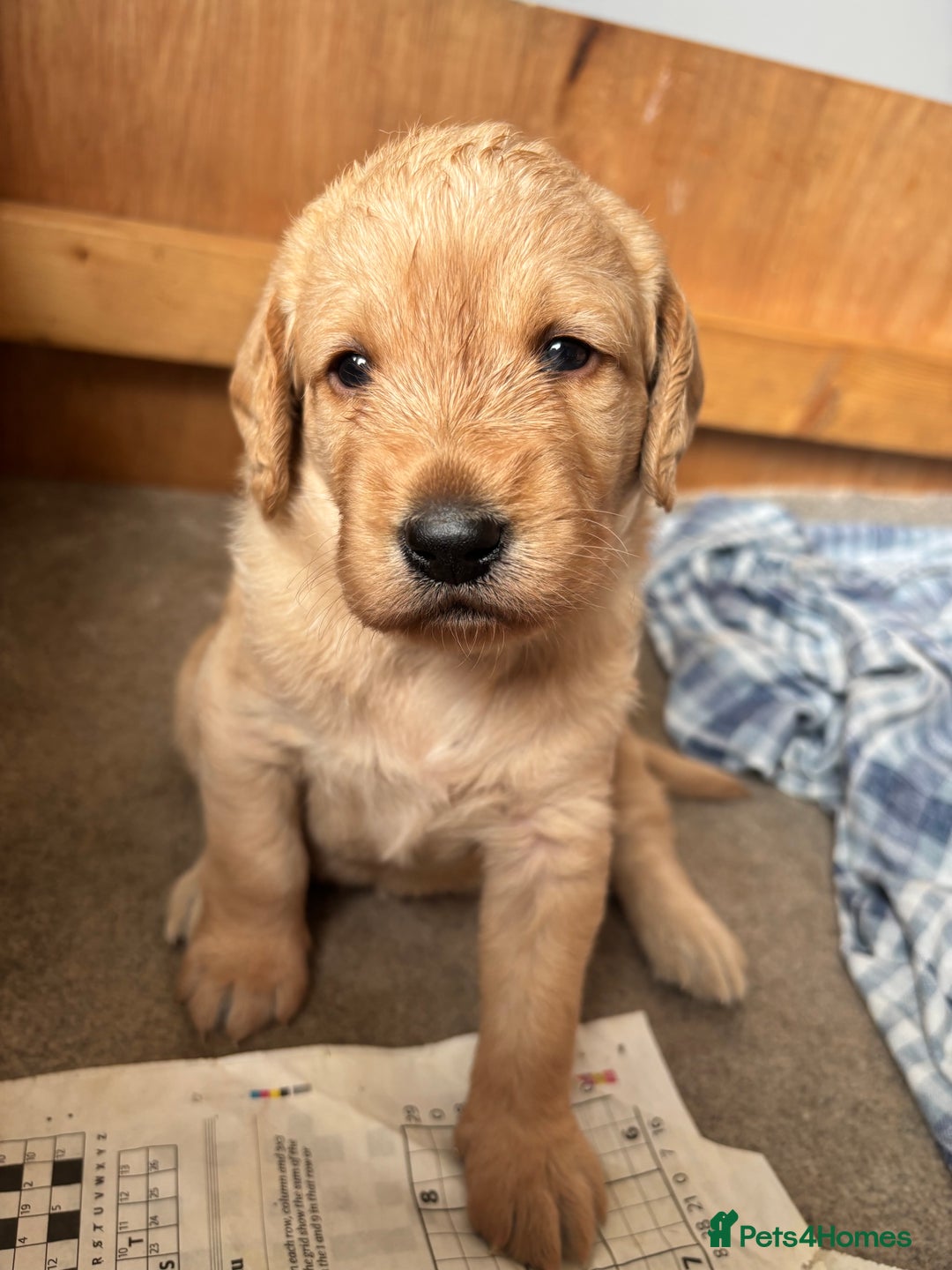 Labradoodle dogs for sale: F1 Labradoodles  - Image 25