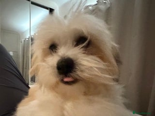 Malshi dogs Beautiful Malshi girl - Advert 4