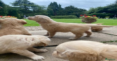 Golden Retriever dogs - Advert 11