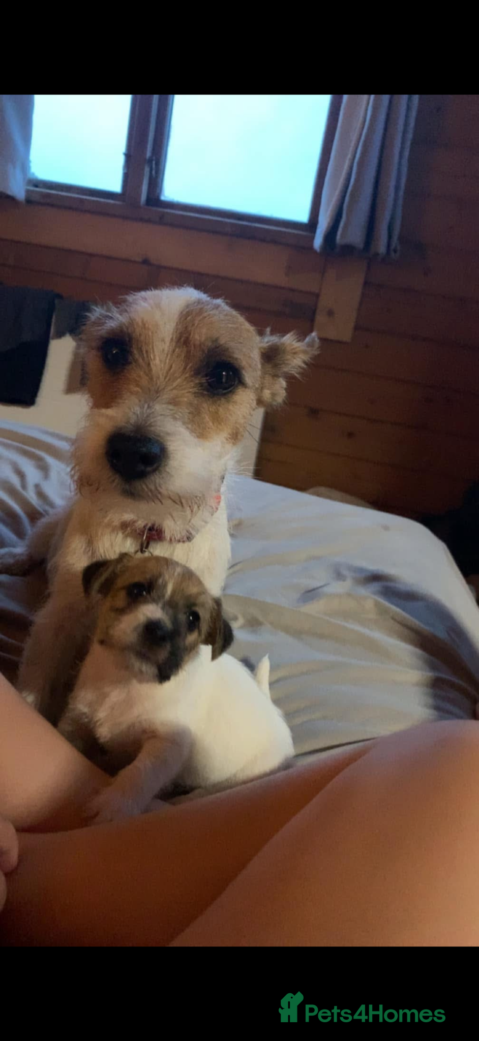Jack Russell dogs Jack Russell pups for sale - Advert 4