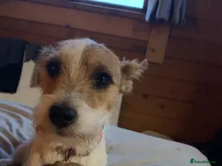 Jack Russell dogs Jack Russell pups for sale - Advert 14