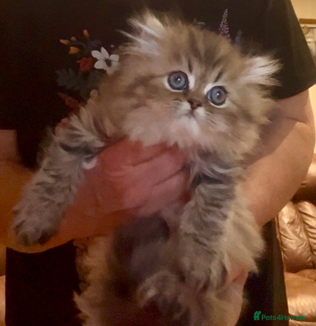 Persian cats for sale: Golden chinchilla persian male  - Advert 2