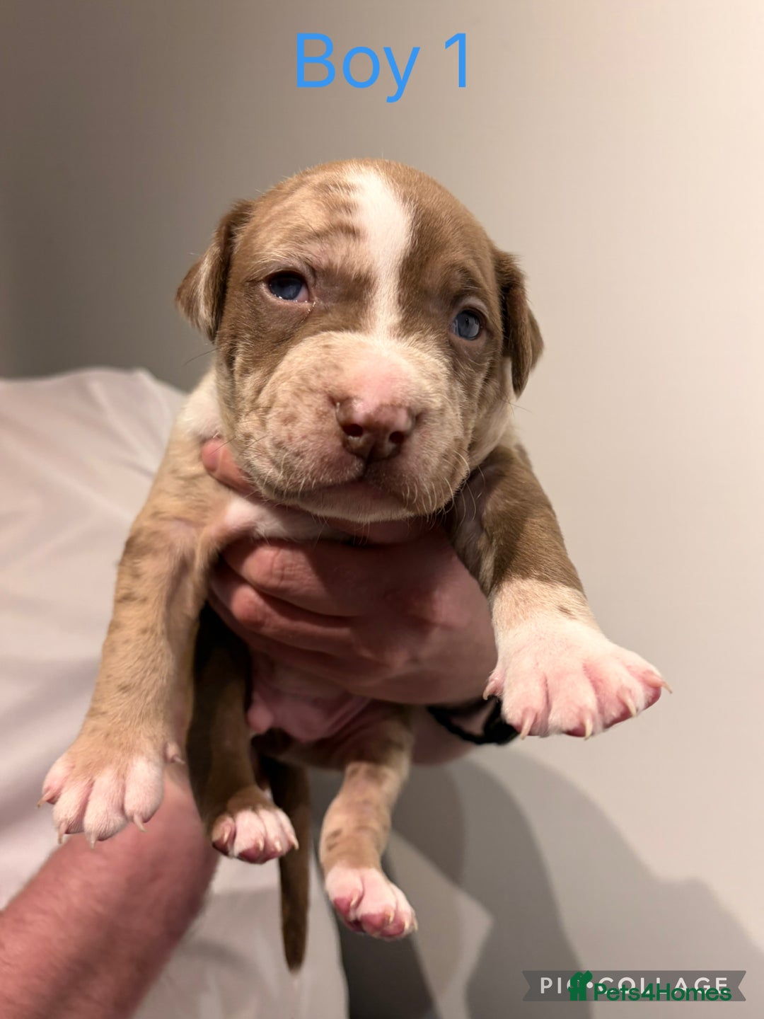 American Bully dogs for sale: Merle American Bully Puppy’s - Advert 2