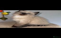 Ragdoll cats for sale: Gorgeous Ragdoll x British Shorthair Kittens  - Image 7
