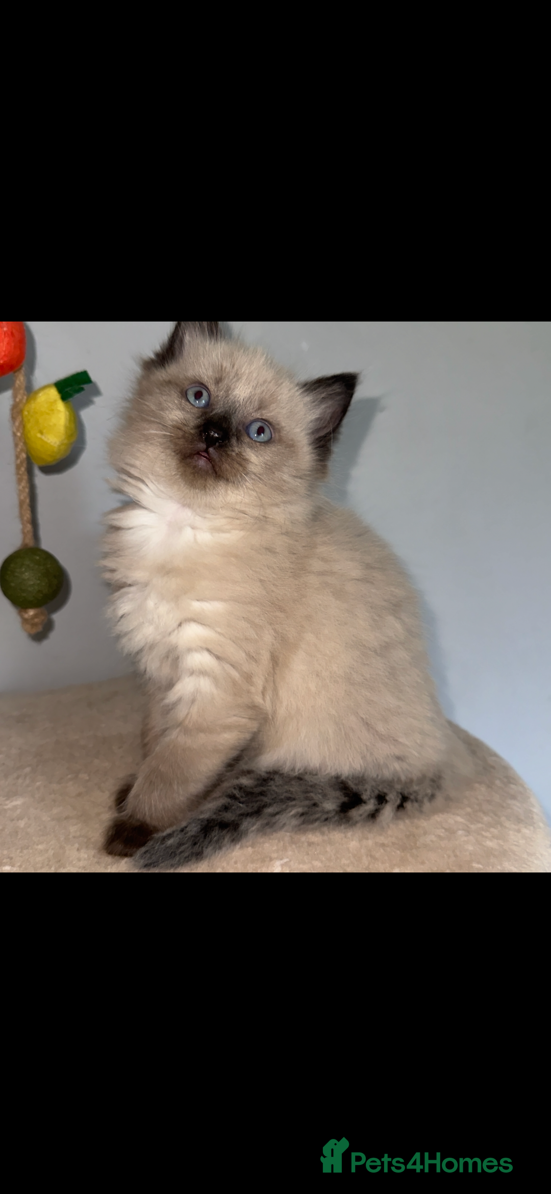 Ragdoll cats for sale: Gorgeous Ragdoll x British Shorthair Kittens  - Image 7