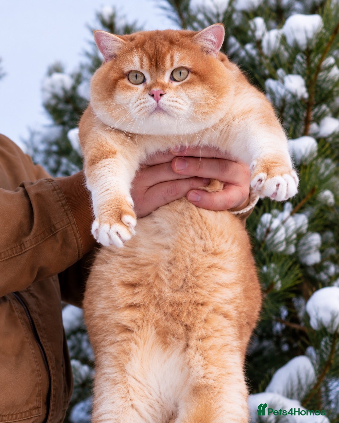 British Shorthair cats British Shorthair Cinnamon gold - Advert 2