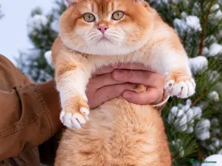 British Shorthair cats British Shorthair Cinnamon gold - Advert 2