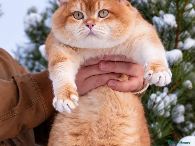 British Shorthair cats British Shorthair Cinnamon gold - Advert 2