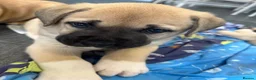 Mixed Breed dogs for sale:  £850! Ready! Stunning Kangal cross  - Advert 21