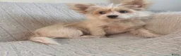 Yorkshire Terrier dogs for sale: BEAUTIFUL GOLDDUST YORKSHIRE TERRIER PUPPIES - Advert 4