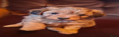 Pomapoo 1