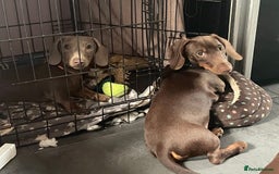 Miniature Dachshund dogs for sale: Pra clear mini dachshund pups - Image 13