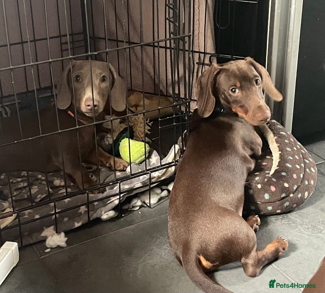 Miniature Dachshund dogs for sale: Pra clear mini dachshund pups - Image 13