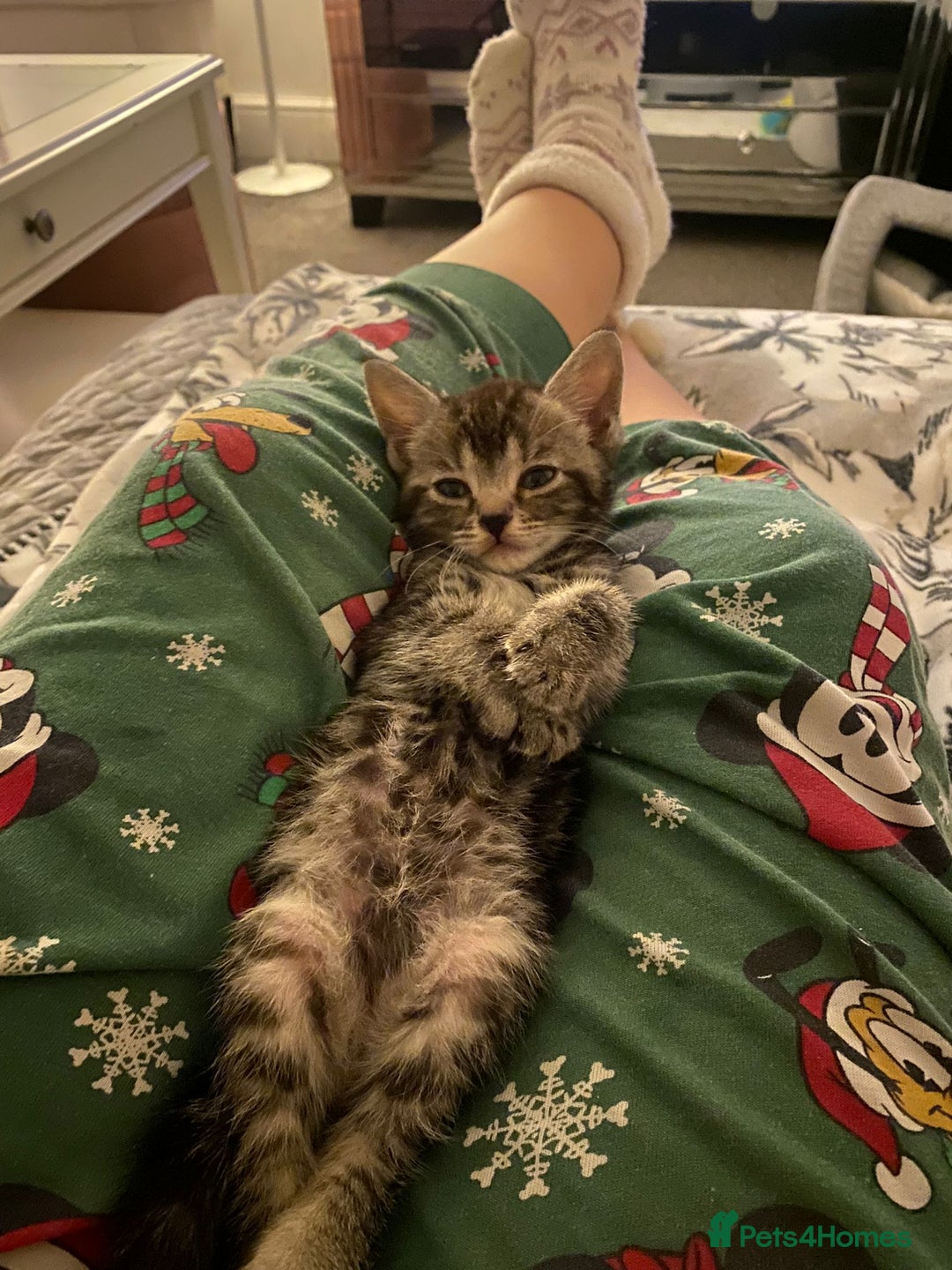 Ragamese cats for sale: Ragamese kitten - Image 1